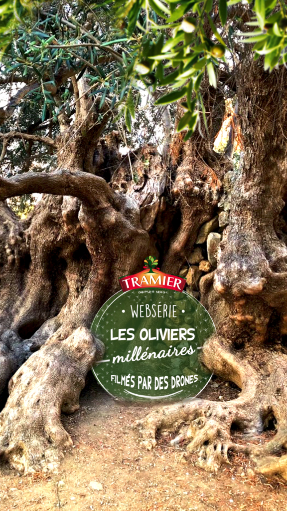 WEBSERIE-OLIVIERS-MILLENAIRES-TRAMIER